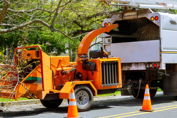 Best Commercial Tree Services  in Maywood, CA