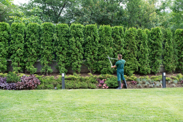 Best Tree Disease Treatment  in Maywood, CA