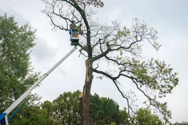 Best Aeration Services  in Maywood, CA