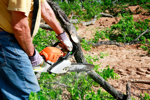 Best Tree Cabling and Bracing  in Maywood, CA